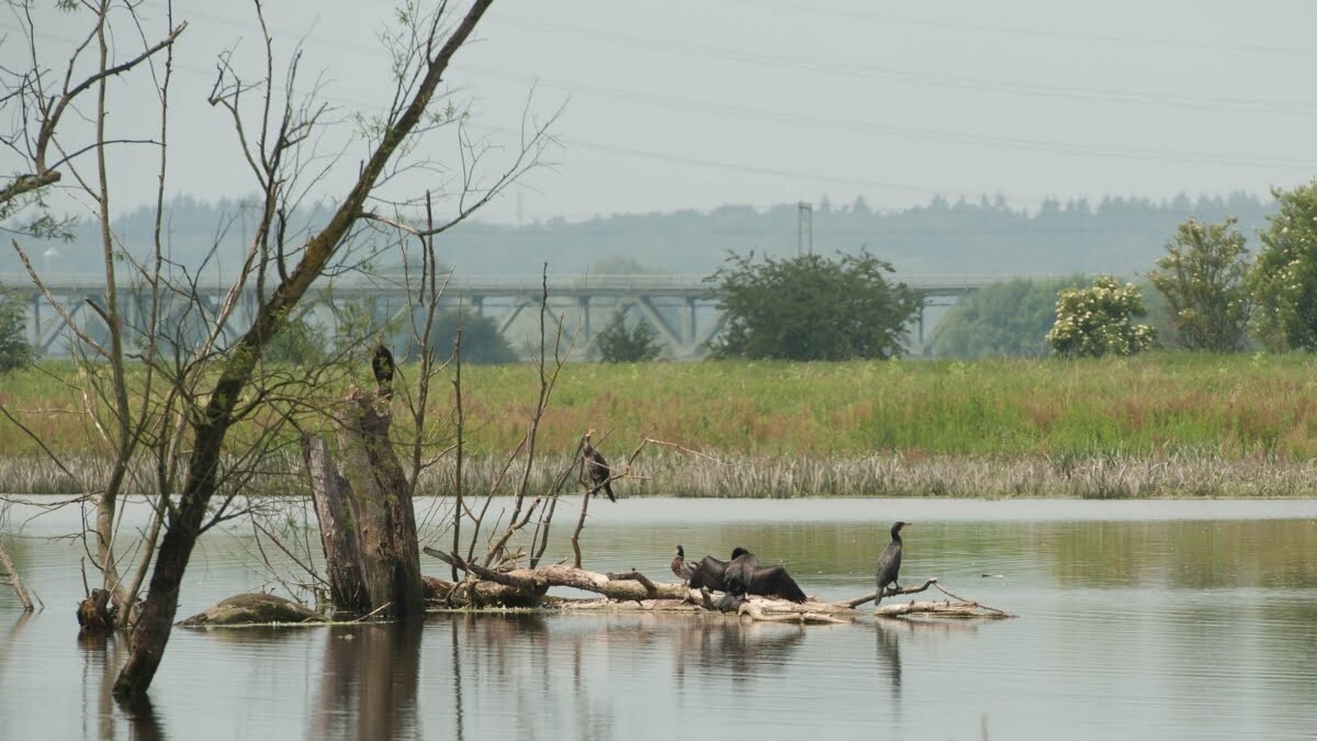 Vogels in natuurgebied bij Arnhem